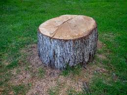 How Our Tree Care Process Works  in  Millbrook, AL