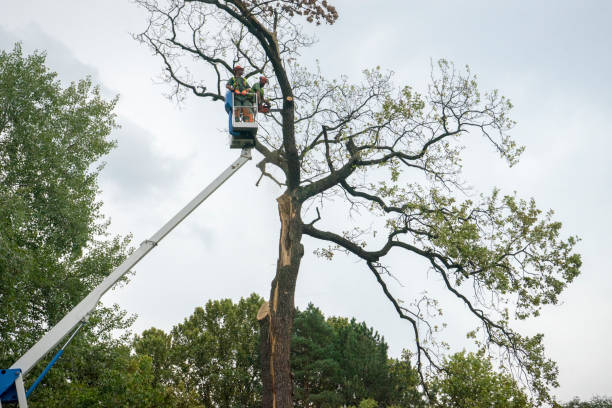 Best Tree Disease Treatment  in Millbrook, AL