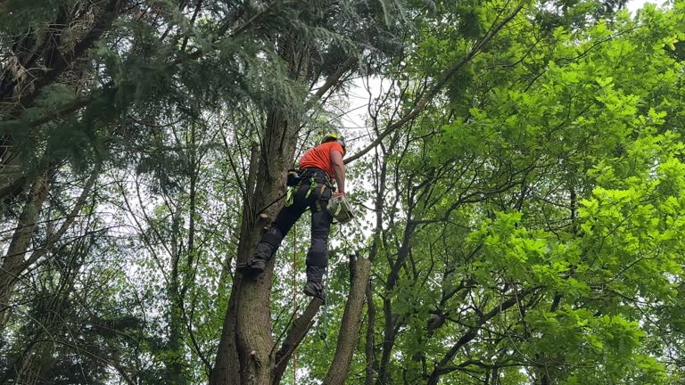 Best Commercial Tree Services  in Millbrook, AL