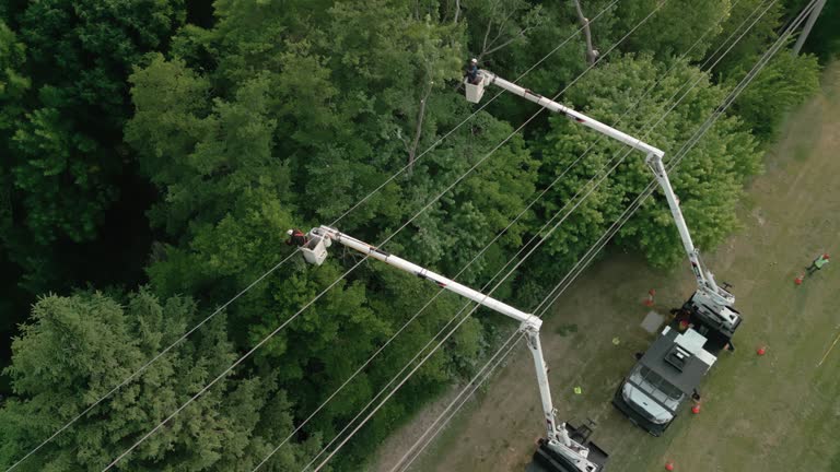 How Our Tree Care Process Works  in  Millbrook, AL