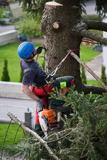 Tree and Shrub Care