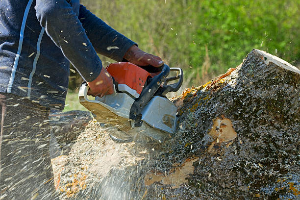Best Tree Cabling and Bracing  in Millbrook, AL
